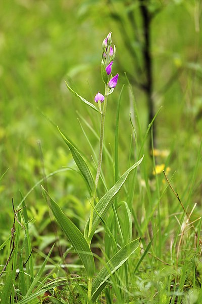 File:Cephalanthera rubra LC0350.jpg