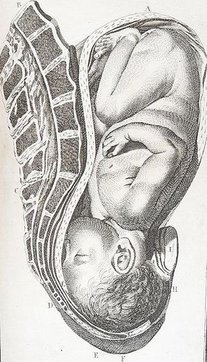 a fetus is depicted head-down and facing the mother's spine.