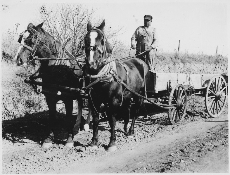 File:Cephus Stone with his team harnessed to a wagon - NARA - 285643.tif