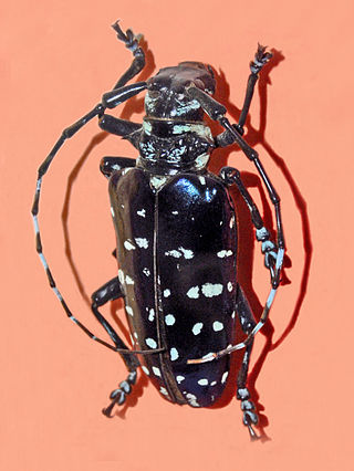 <i>Anoplophora sollii</i> Species of beetle