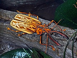 Cerambycidae - Macrodontia cervicornis.JPG