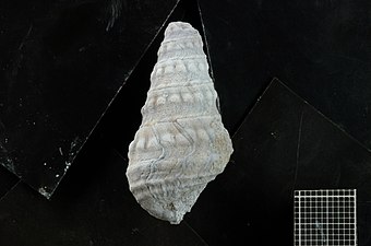 Ejemplar de Cerithium sp. encontrado en la Formación Agrio.