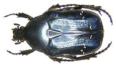 Cetonia aurata Linné, 1761 (2986483603).jpg