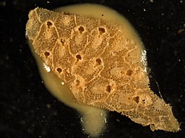 Smittina abyssicola