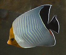 Chaetodon larvatus