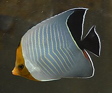 Chaetodon larvatus di Red Sea Aquarium oleh Hatem Moushir 1.JPG