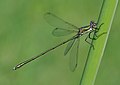 Chalcolestes viridis (maschio)