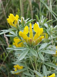 Chamaecytisus austriacus sl3.jpg