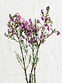 * Nomination Flowering Chamelaucium uncinatum. --Bff 20:05, 9 March 2020 (UTC) * Promotion Good quality -- Spurzem 20:47, 9 March 2020 (UTC)