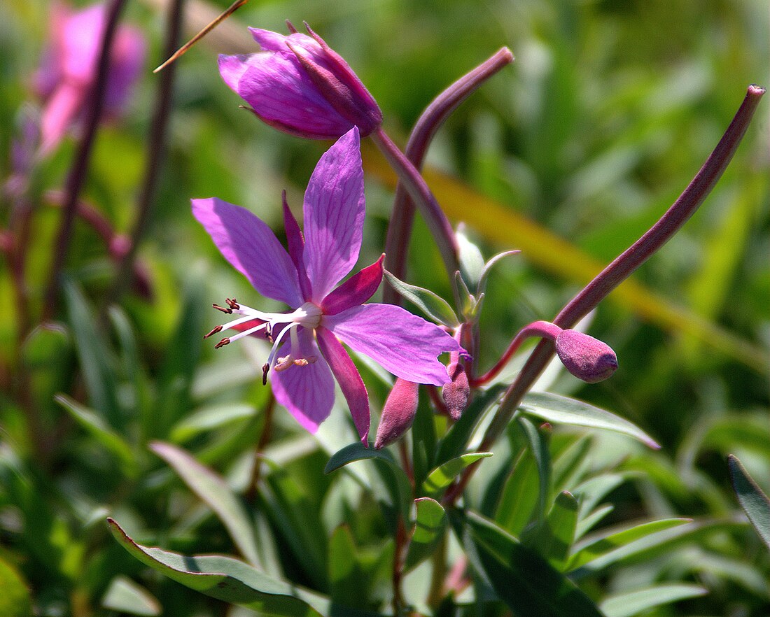 Epilobium latifolium