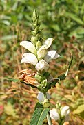 Chelone glabra Type species