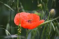 Klatschmohn mit Schlupfwespe