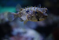 Chilomycterus schoepfii in Tropicarium-Oceanarium Budapest 08.JPG