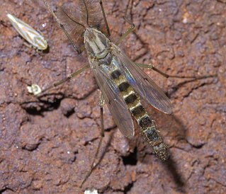 <i>Chironomus crassicaudatus</i> Species of fly