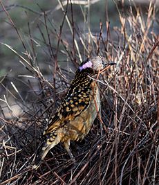 Western Bowerbird (Chlamydera guttata), Northern Territory, Australia