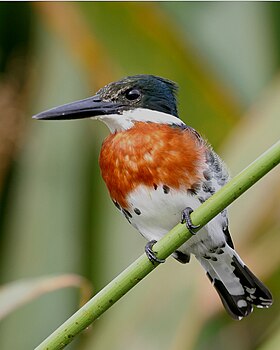 Chloroceryle americana - male.jpg