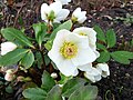 L'elleboro bianco (H.niger), qui fotografato a febbraio, fiorisce già alla fine dell'inverno