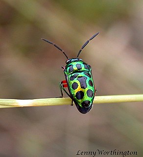 <i>Chrysocoris pulchellus</i> Species of true bug