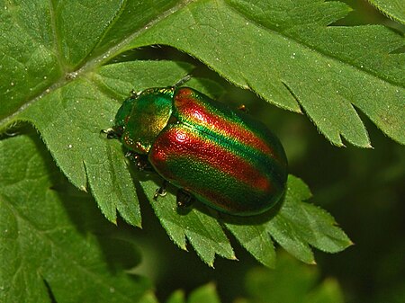 Oreina speciosa