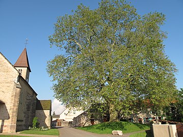 Súbor:Church_and_platanus_in_Préty.jpg