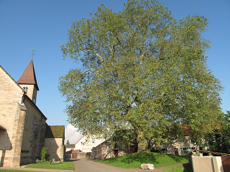 File:Church and platanus in Préty.jpg