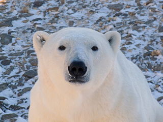 churchill mb tourism