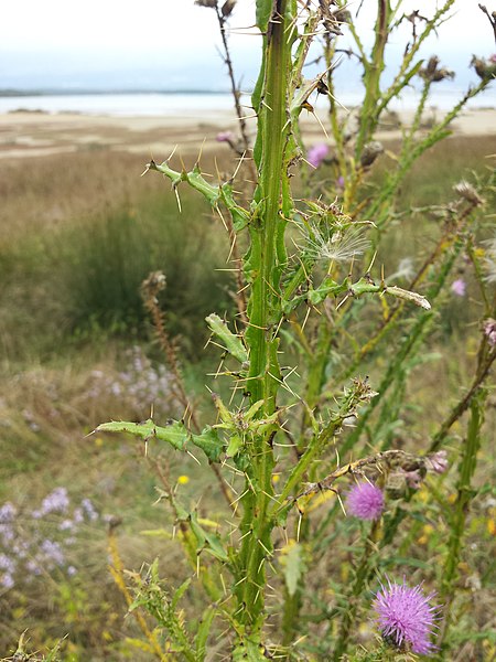 File:Cirsium creticum sl2.jpg