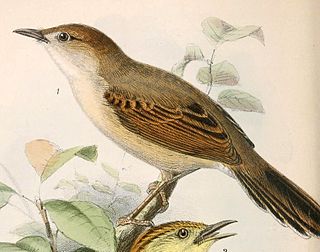 <span class="mw-page-title-main">Singing cisticola</span> Species of bird