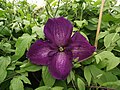 Clematis × jackmanii 'Zojapur'