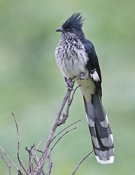 File:Clamator levaillantii (Levaillant's Cuckoo), crop.jpg