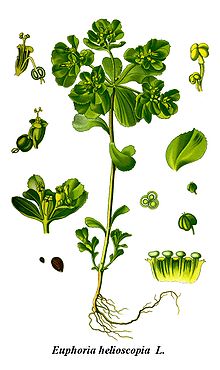 Cleaned-Illustration Euphorbia helioscopia.jpg