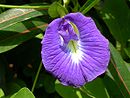 Clitoria MS4124.JPG