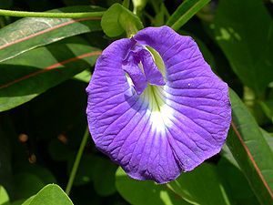 Clitoria MS4124.JPG