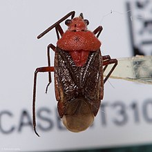 Clivinema regalis, вид со спины.jpg