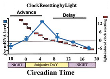 A graph depicting the resetting ability of the Neurospora circadian clock compared with frq mRNA levels Clock Resetting by Light.png