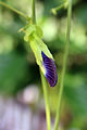 * Nomination Close-up view of Clitoria ternatea (bud) --Bijay chaurasia 07:54, 1 September 2015 (UTC) * Decline insufficient DOF --Ralf Roletschek 21:03, 31 August 2015 (UTC)