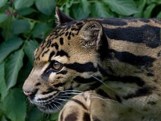 Sunda Clouded Leopard: Species of mammal