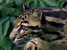 Борнейский дымчатый леопард (Neofelis diardi)