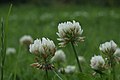 Trifolium