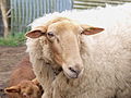 Deutsch: Coburger Fuchsschaf Aue, traditionelle Zuchtform mit schmalem Gesicht English: Female Coburg Fuchs, traditional breed