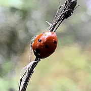 Coccinella septempunctata