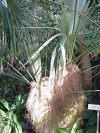 <i>Coccothrinax crinita</i> Species of palm