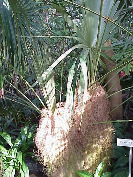 File:Coccothrinax crinita0.jpg