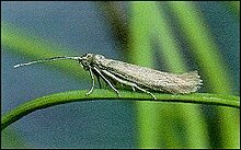 Coleophora laricella adult.jpg