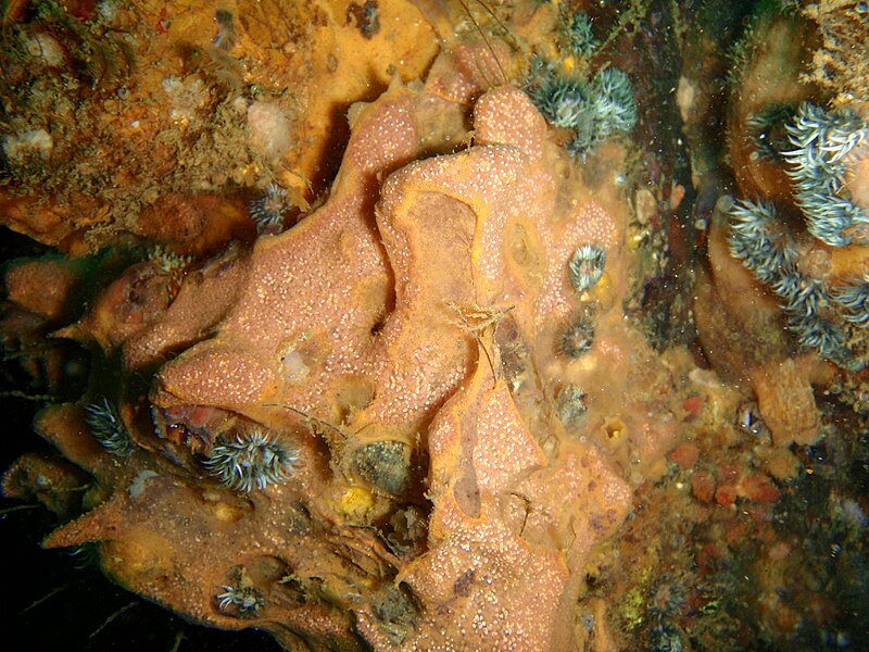 File:Colonial ascidians at the wreck of the Pietermaritzburg P7260764.JPG