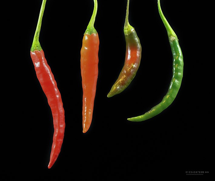 File:Colours of Capsicum - chili - chilli - piment.jpg