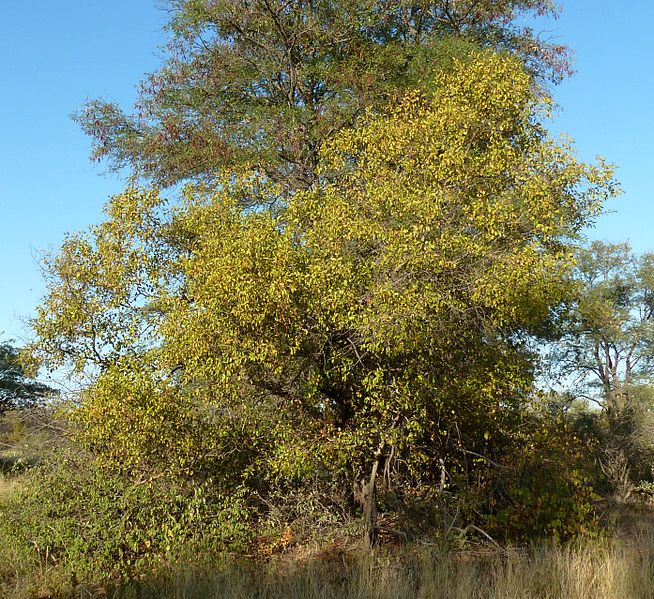 File:Combretum apiculatum, habitus, Steenbokpan, c.jpg