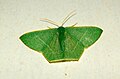 Common emerald