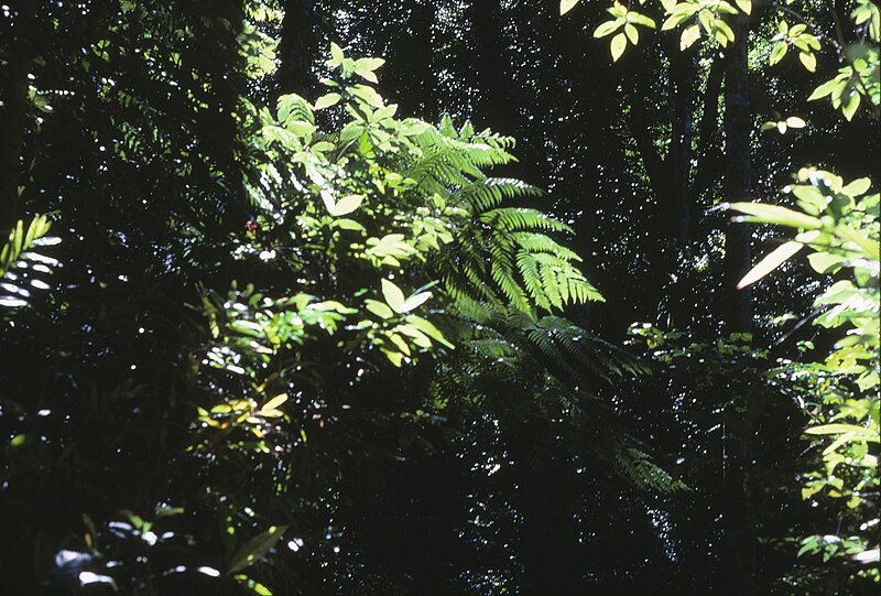 File:Complex mesophyll vine forest understorey Daintree National Park Queensland 1986 IMG 0017.jpg