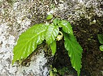 Basal leaves and young flower bud